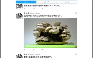 Mushroom Cultivation Gadget