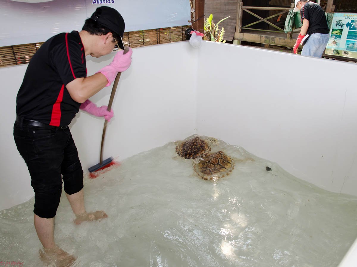 Sea turtle conservation activities (Penang FIZ2 Factory)