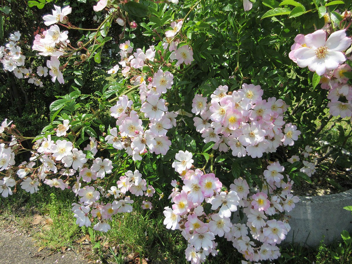 Tsukushiibara in full bloom on the factory grounds (Nishiki Factory)