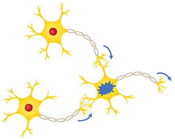 figure1 Connections between Neurons