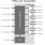 Block diagram for the Flat Panel Display Link Transmitter IP using TSMC's 22nm ULP technology.