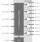 Block diagram for the Flat Panel Display Link Transmitter IP using TSMC's 28nm HPC technology.