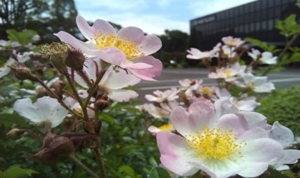 Cultivation of Rosa multiflora var. adenochaeta, an endangered species