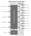 Block diagram for the Flat Panel Display Link Transmitter IP using TSMC's 28nm HPC technology.